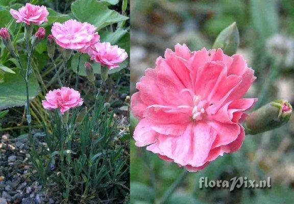 Dianthus 