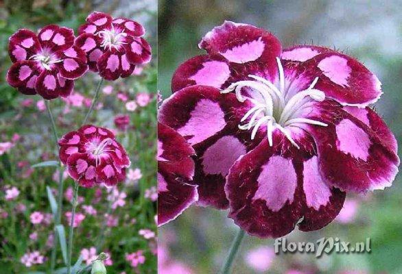 Dianthus 