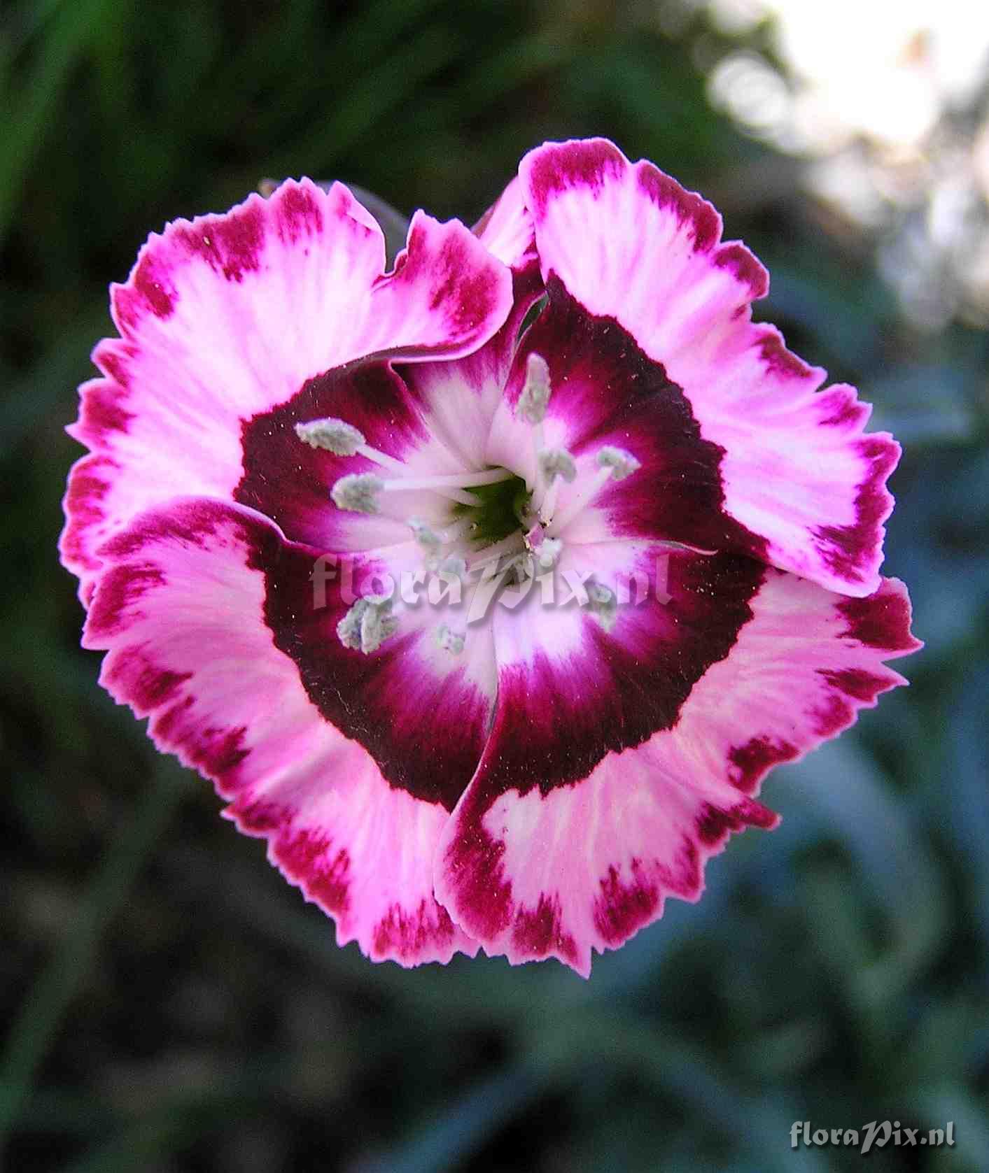 Dianthus 