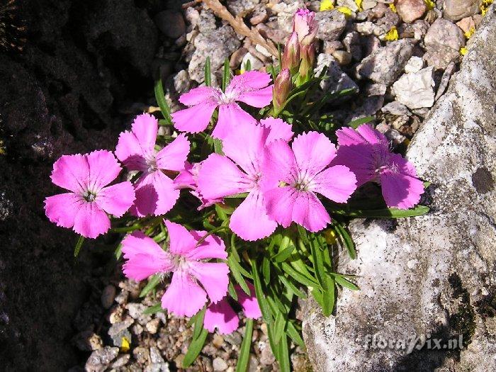 Dianthus gelidus