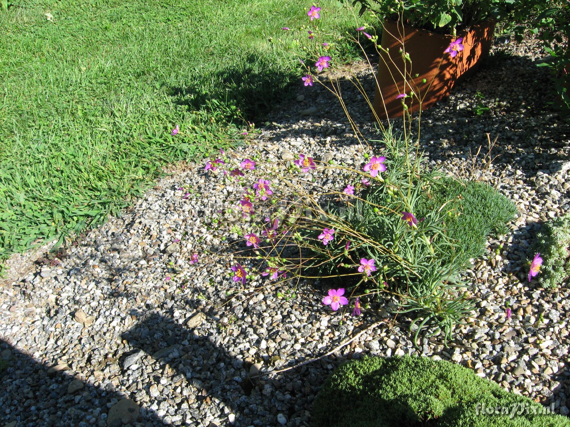 Dianthus with guest