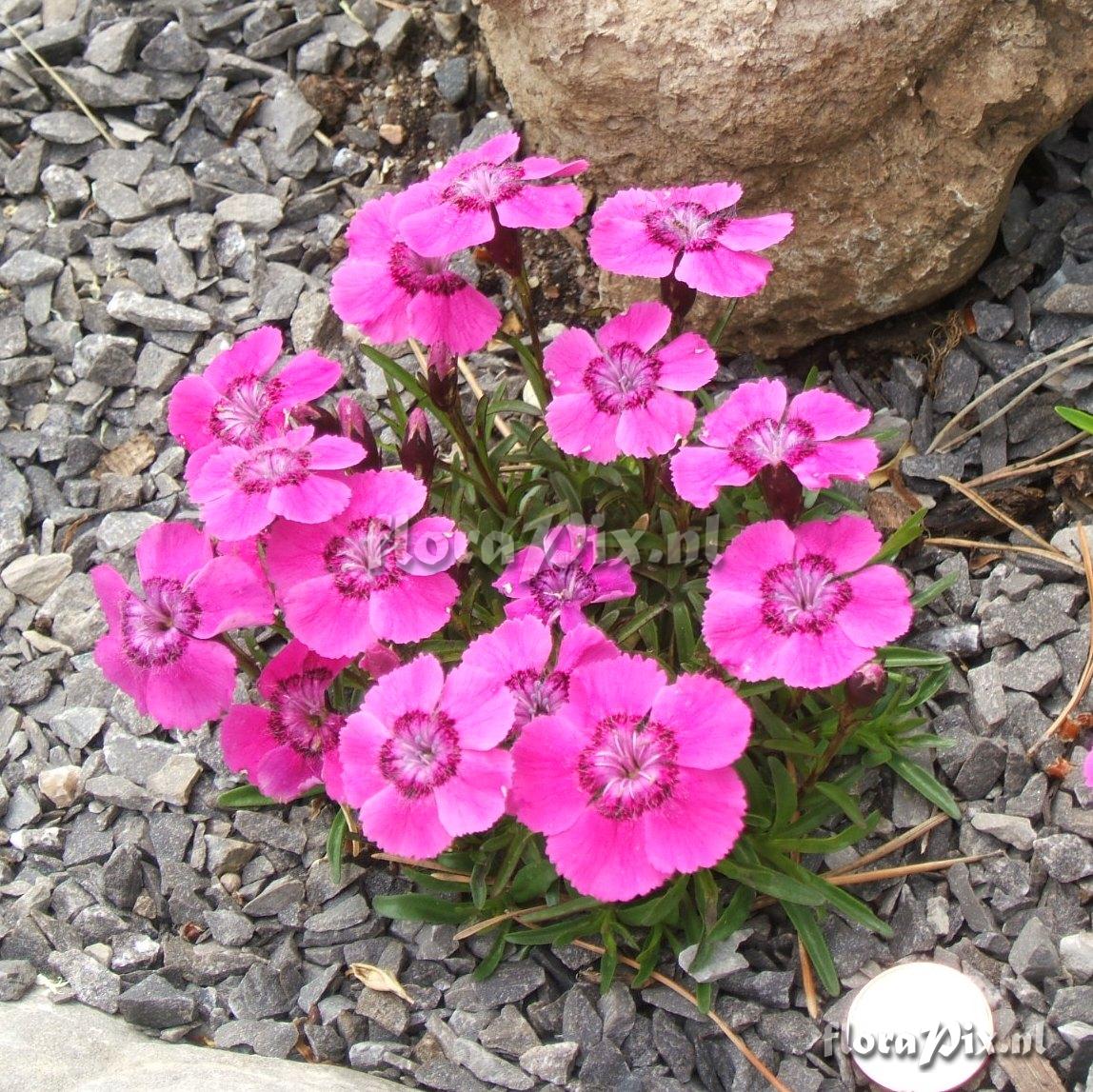 Dianthus alpinus