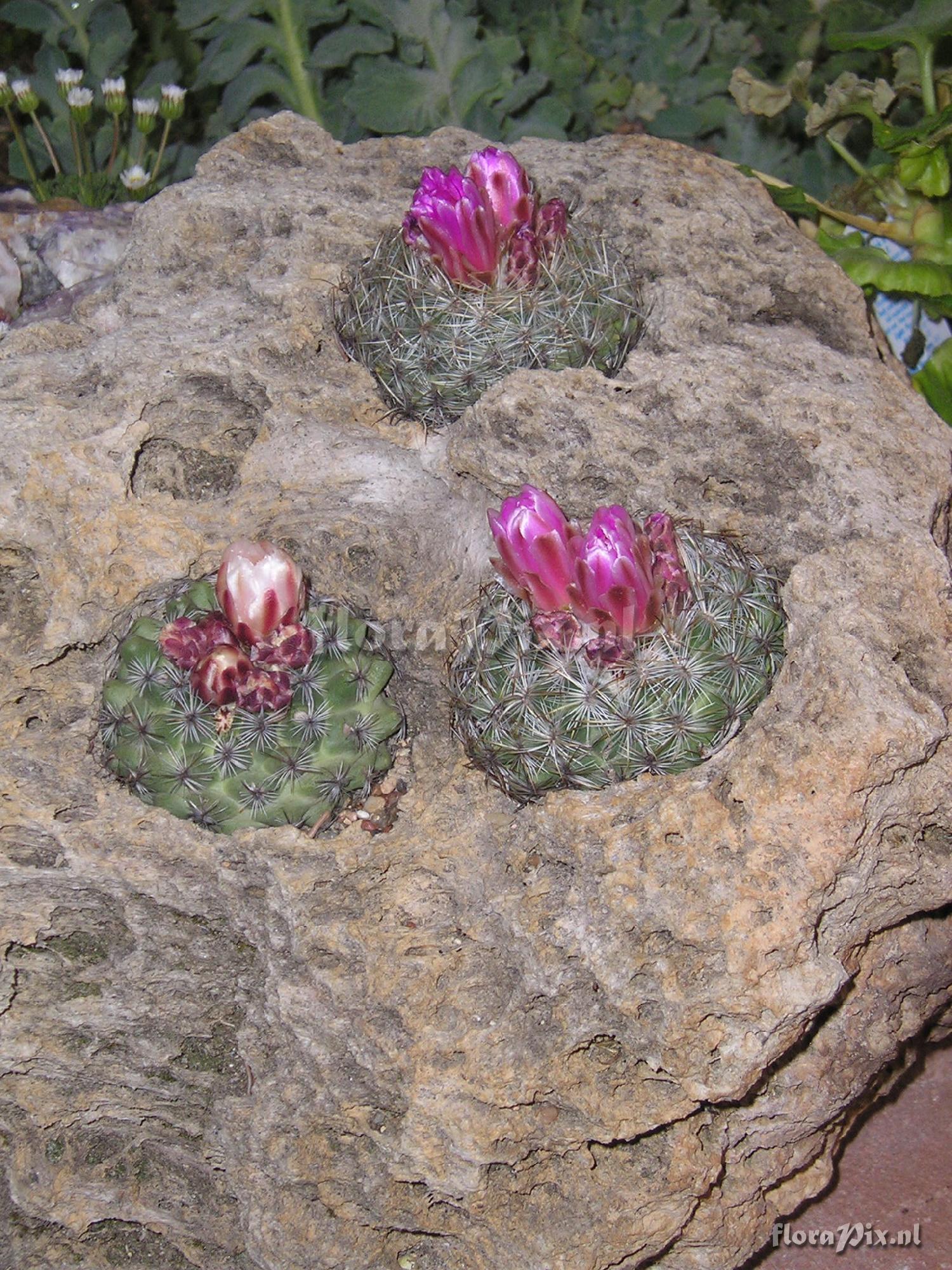 Pediocactus simpsonii v. minor