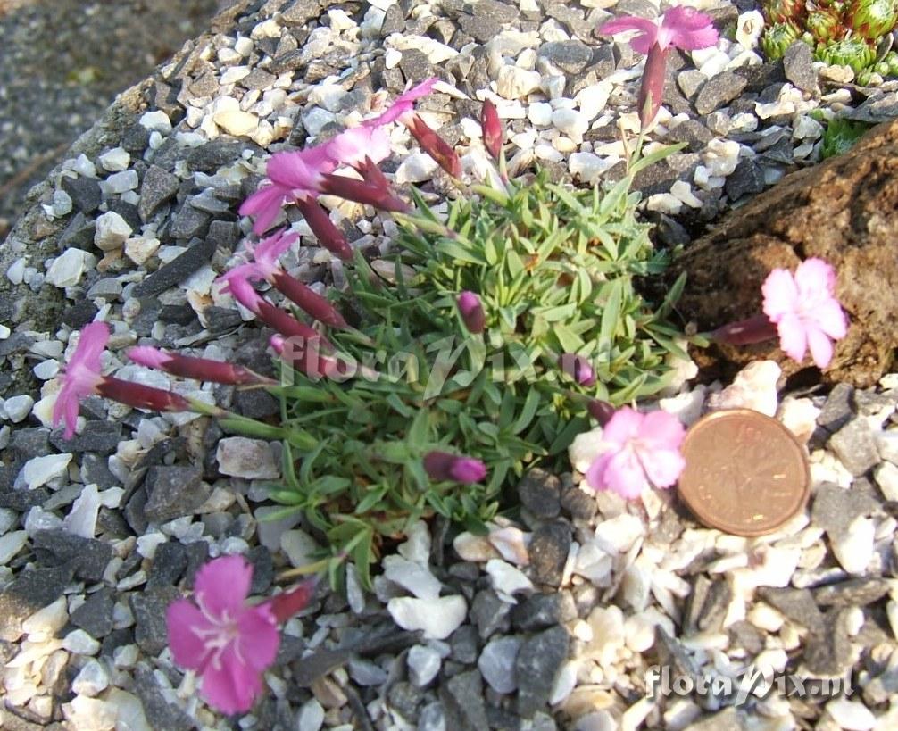 Dianthus LaBourboulr