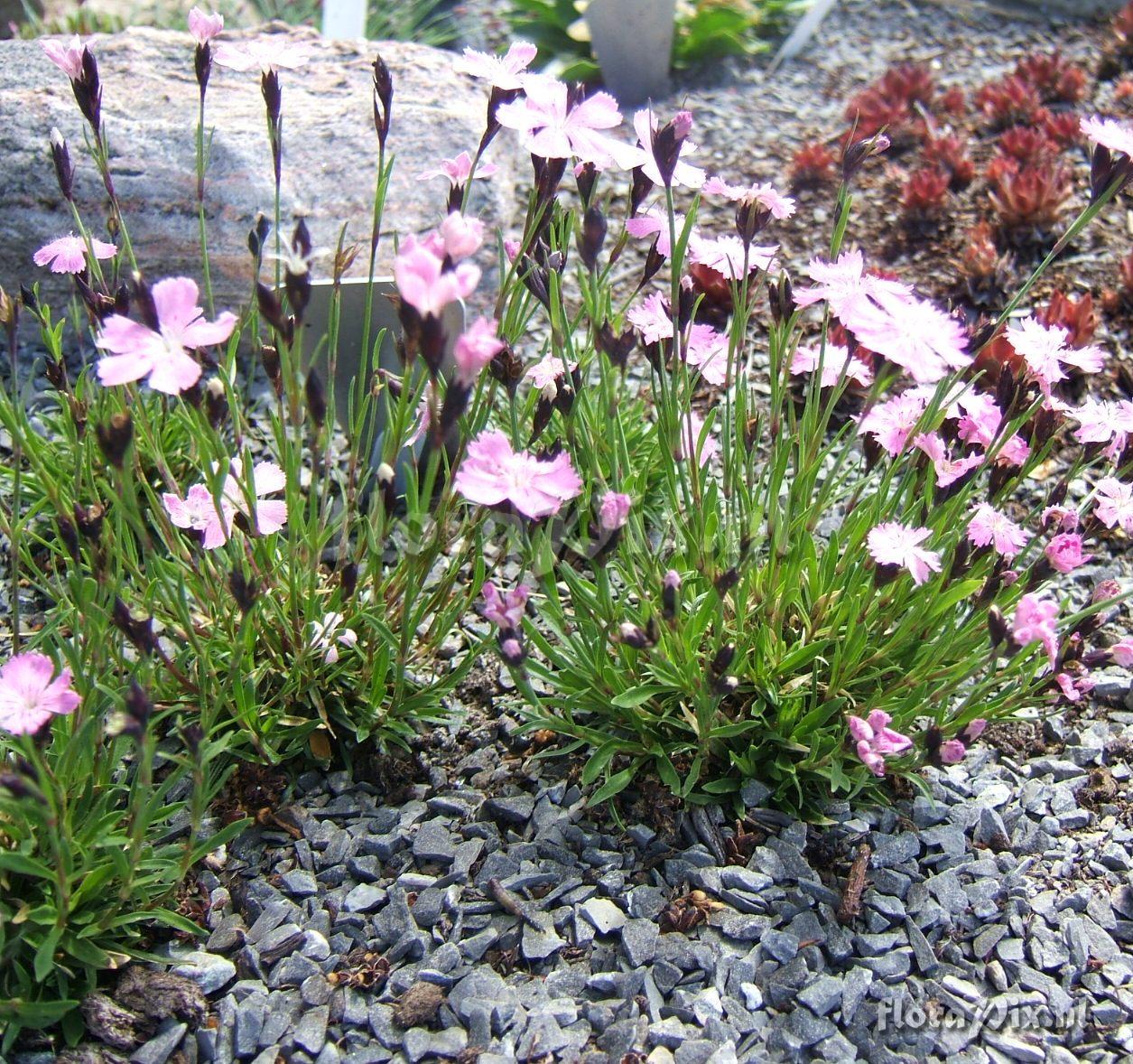 Dianthus nitidus