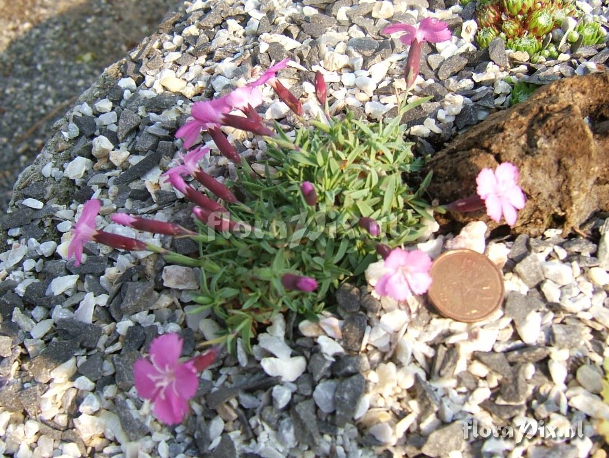 Dianthus La Bourboule