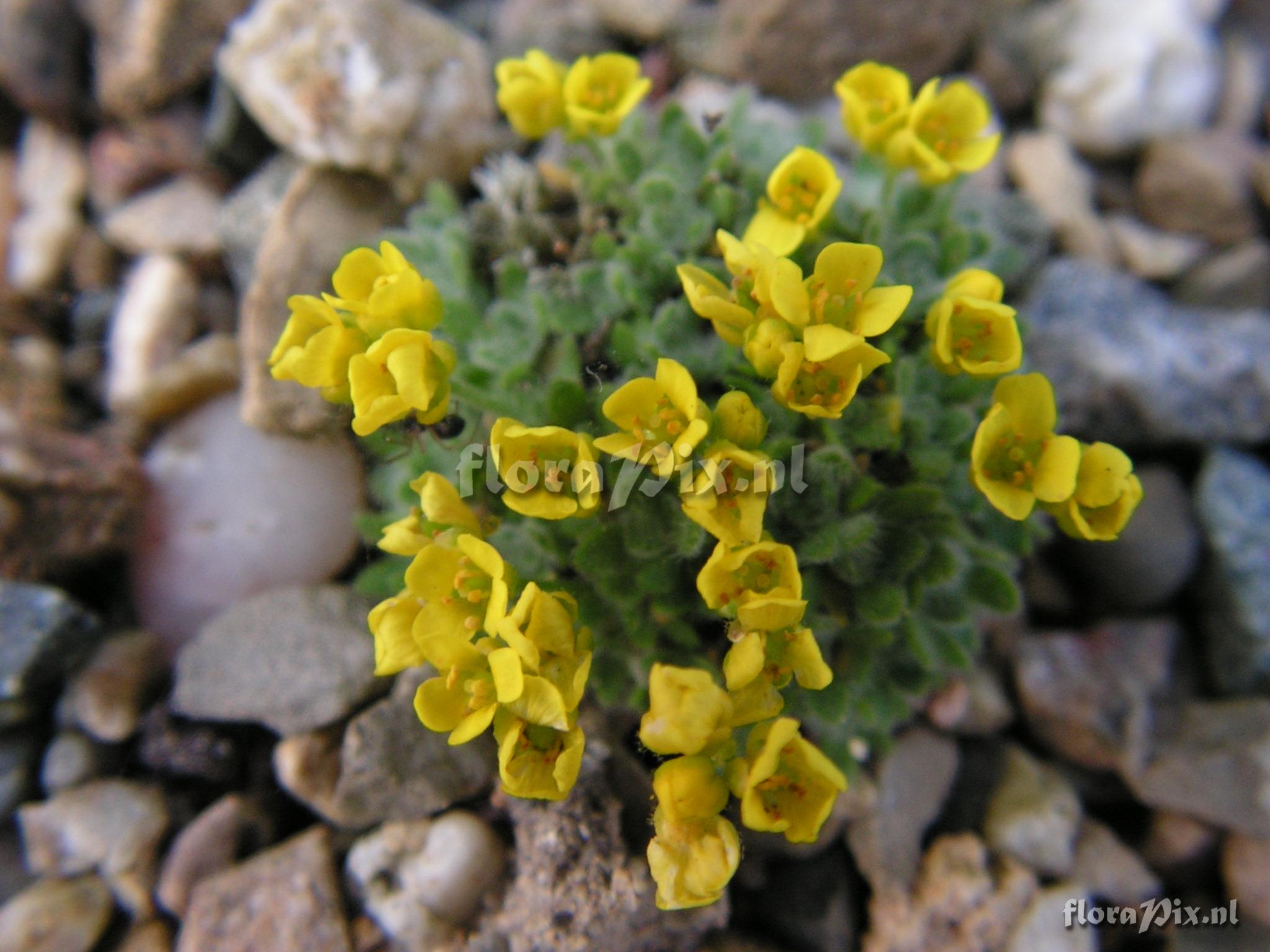 Draba bartensis