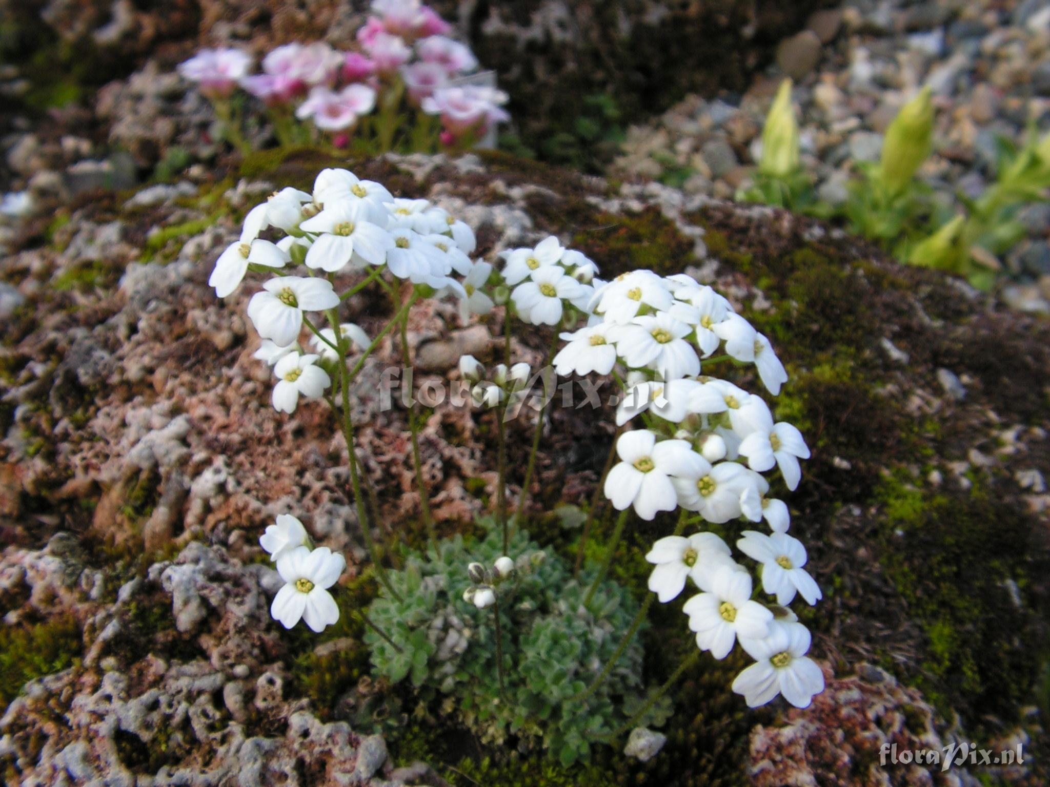 Draba ossetica var. racemosa