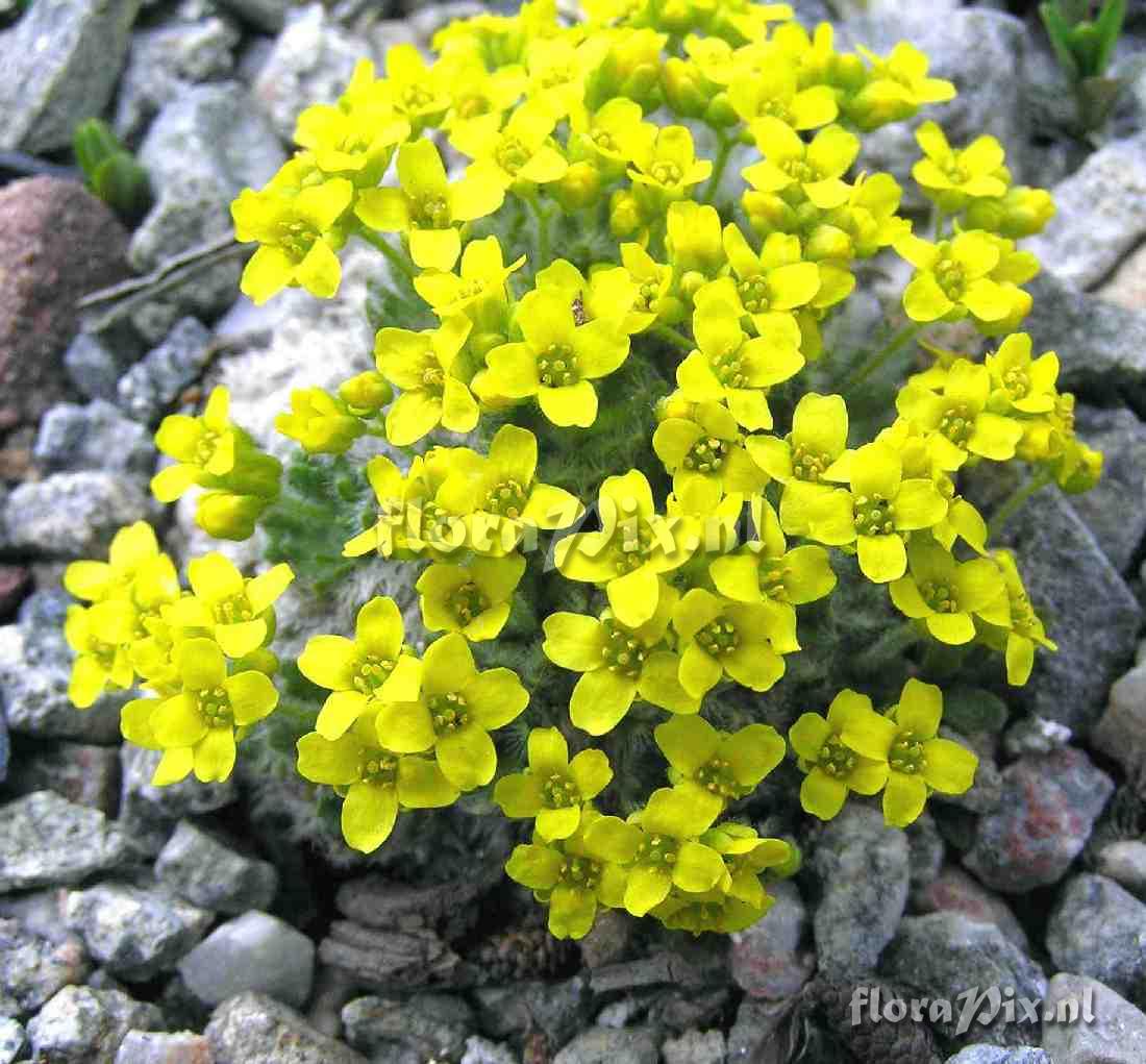 Draba polytricha