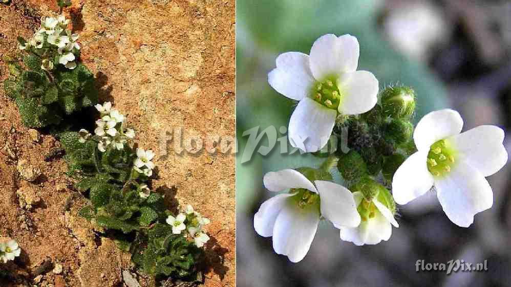 Draba cuneifolia