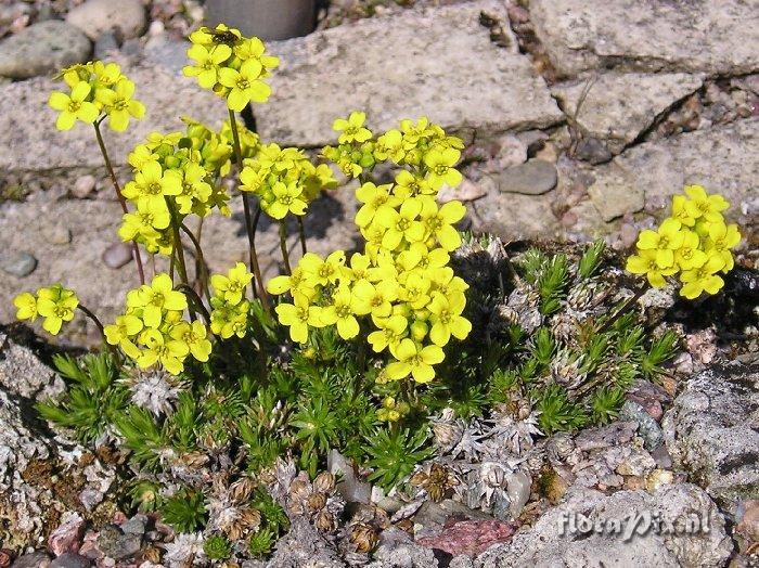 Draba scabra