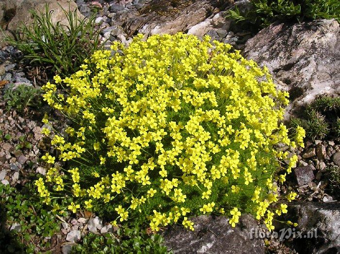 Draba rigida