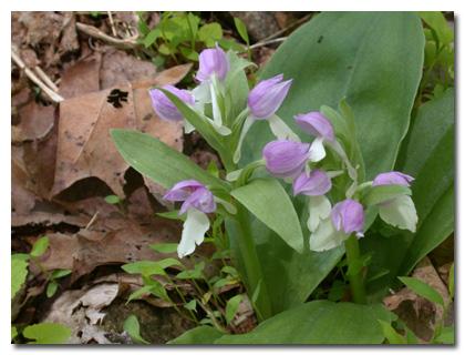 Galearis spectabilis