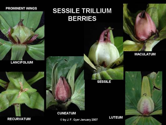 Trillium sessile Fruits
