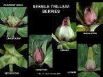 Trillium sessile Fruits