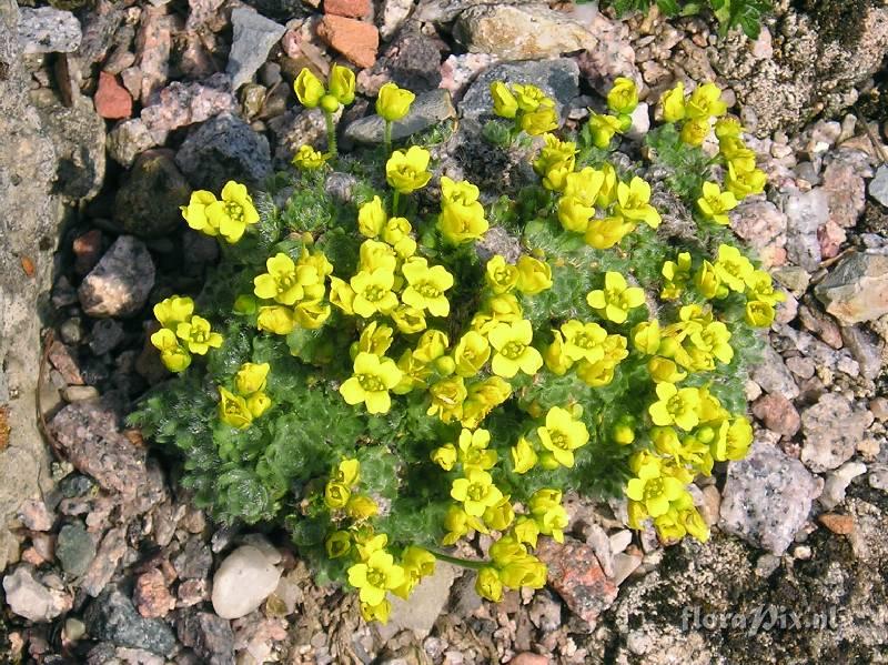 Draba polytricha