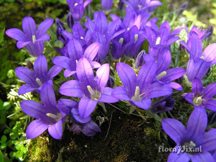 Edraianthus pumilio