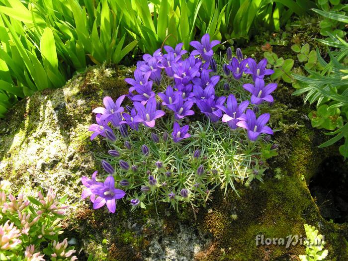 Edraianthus pumilio