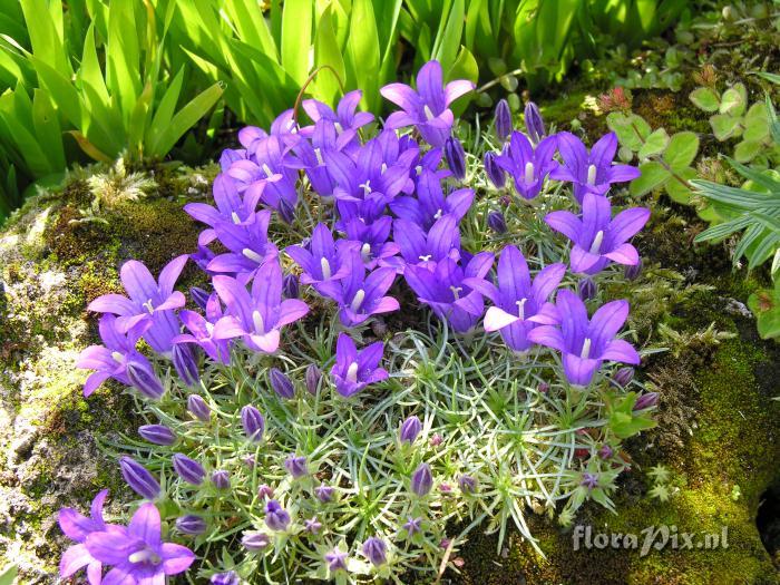 Edraianthus pumilio