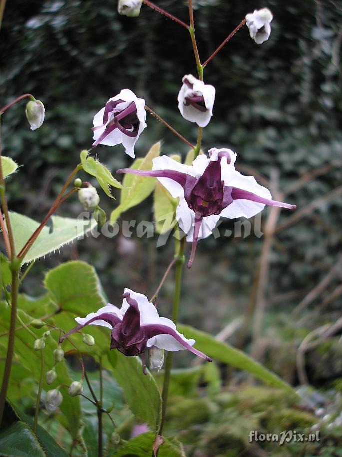 Epimedium epsteinii