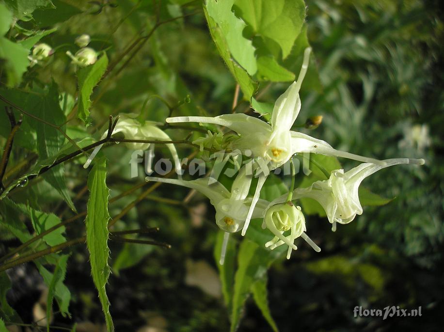 Epimedium grandiflorum subsp. koreanum