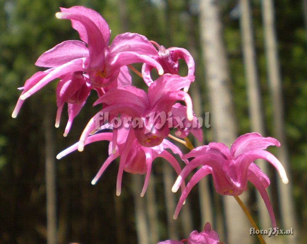 Epimedium grandiflorum 