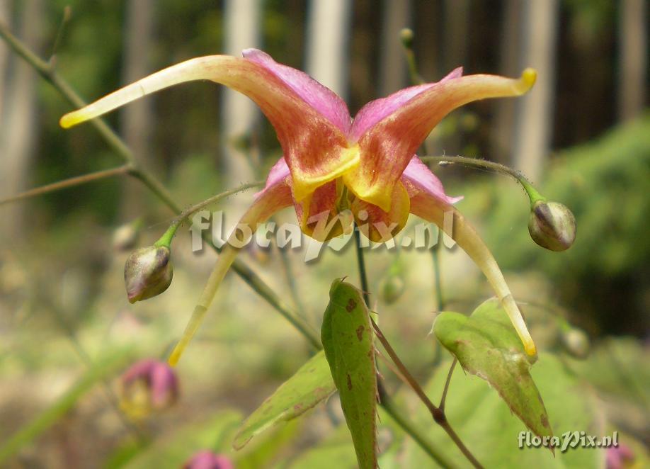 Epimedium x omeiense