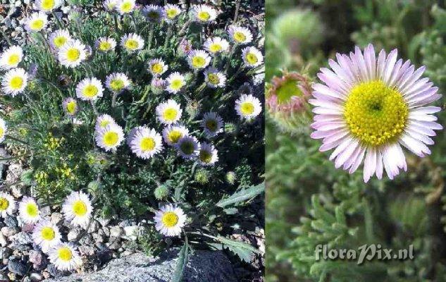 Erigeron compositus