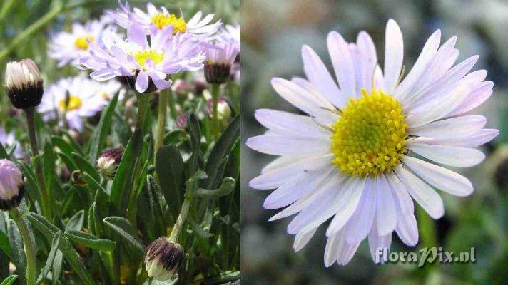 Erigeron humilis