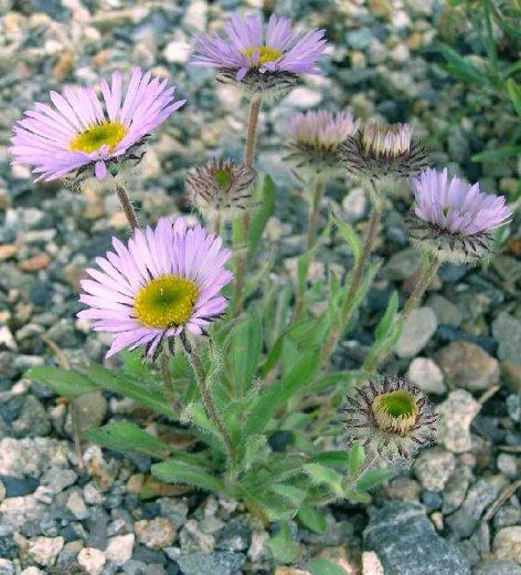 Erigeron lanatus