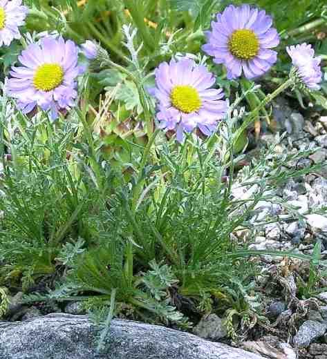 Erigeron pinnatisectus