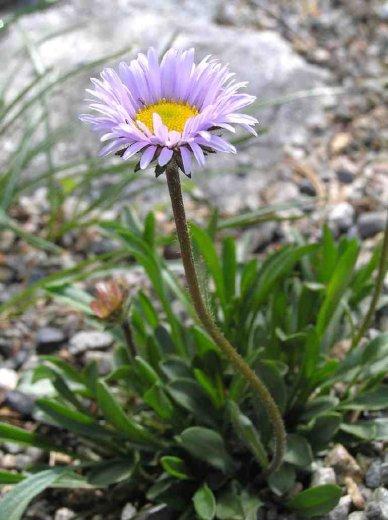 Erigeron simplex