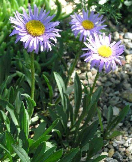 Erigeron ursinus