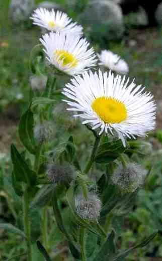 Erigeron elatior