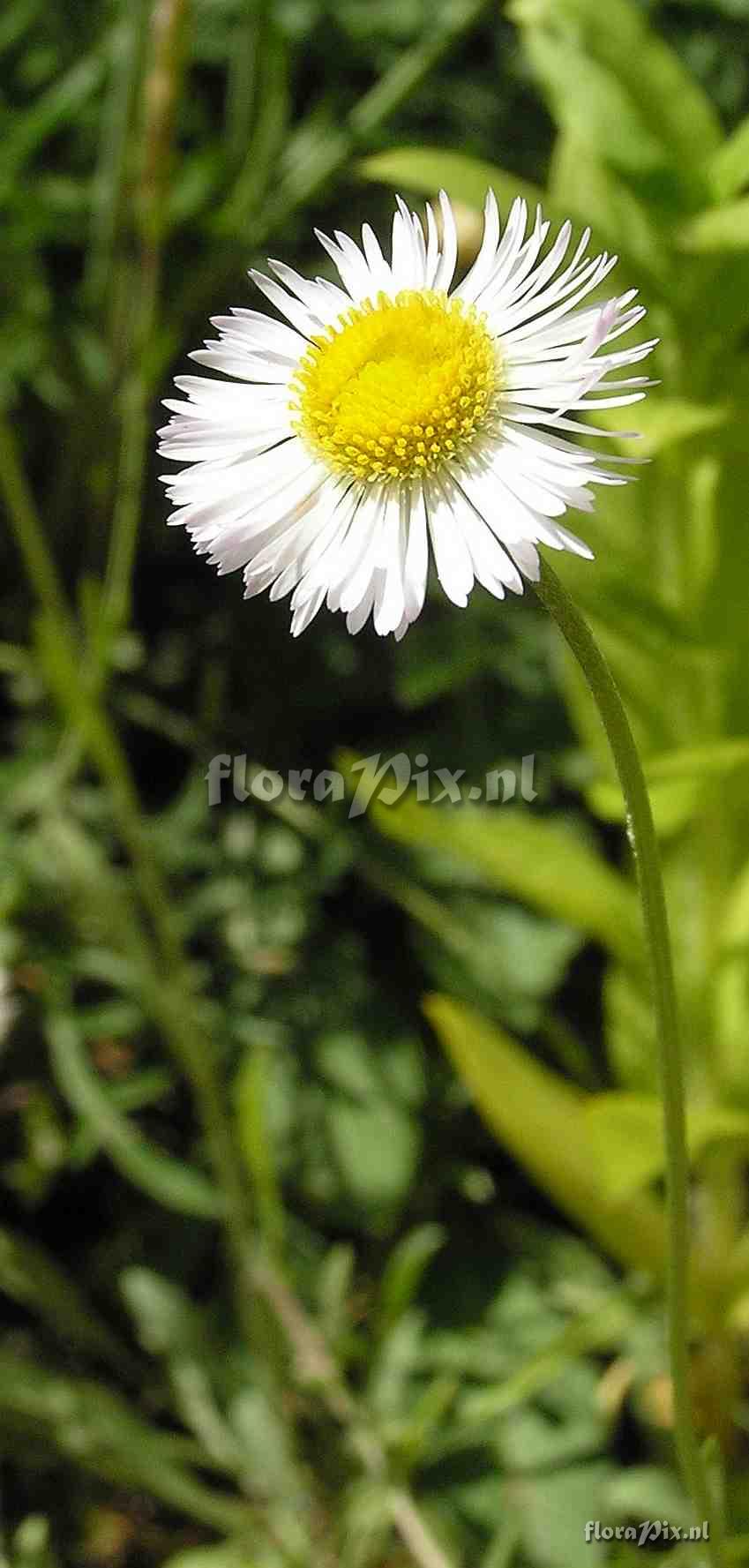 Erigeron flagellaris