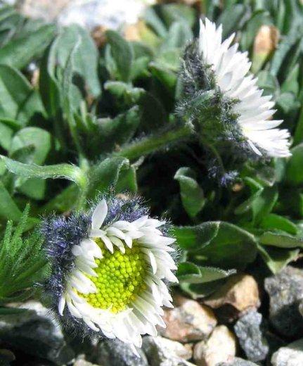 Erigeron melanocephalus