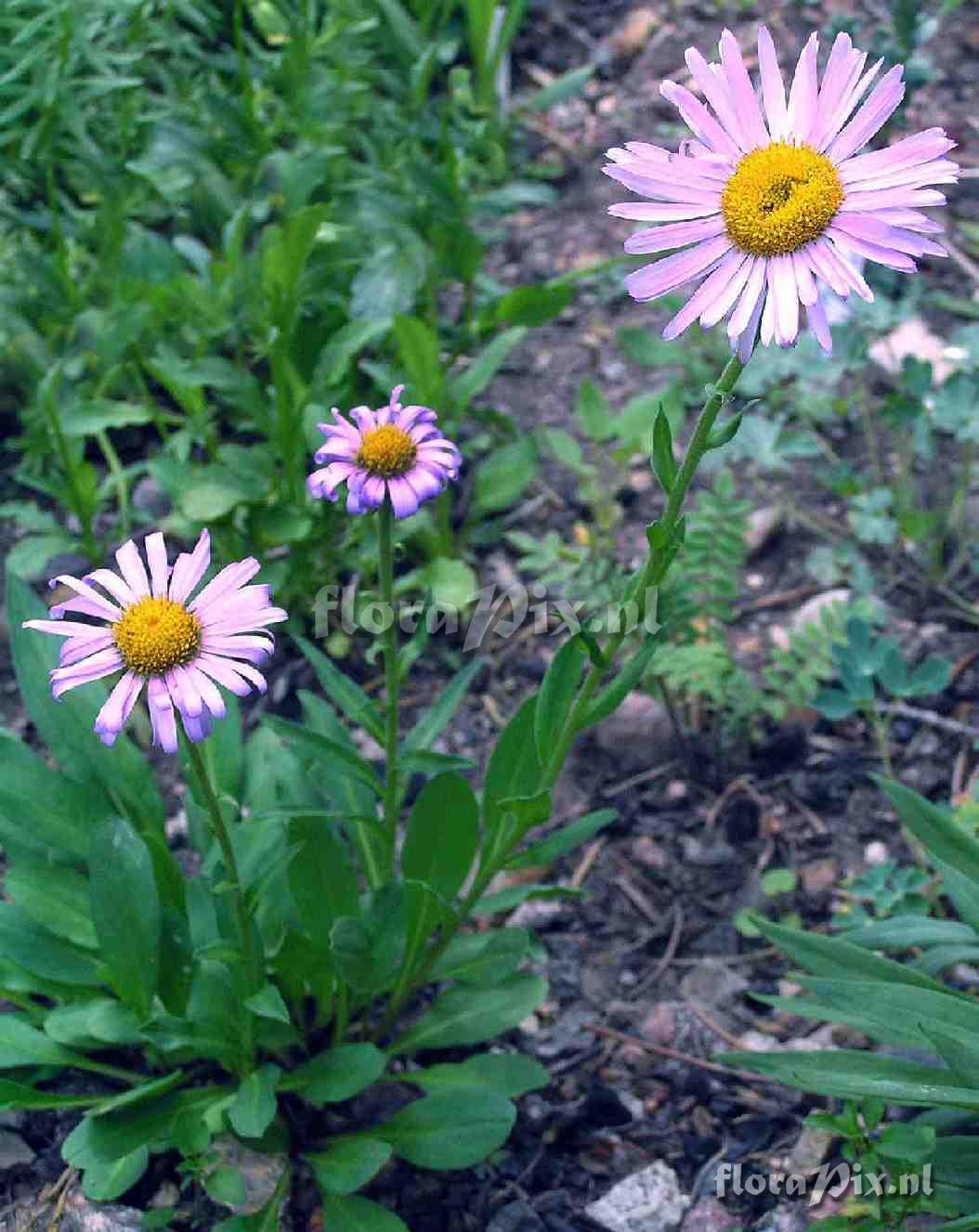 Erigeron peregrinus