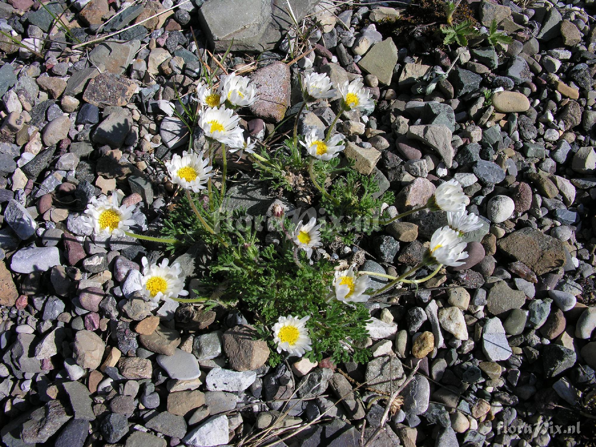 Erigeron compositus