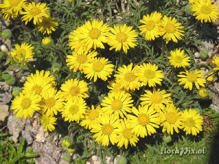 Erigeron chrysopsidis