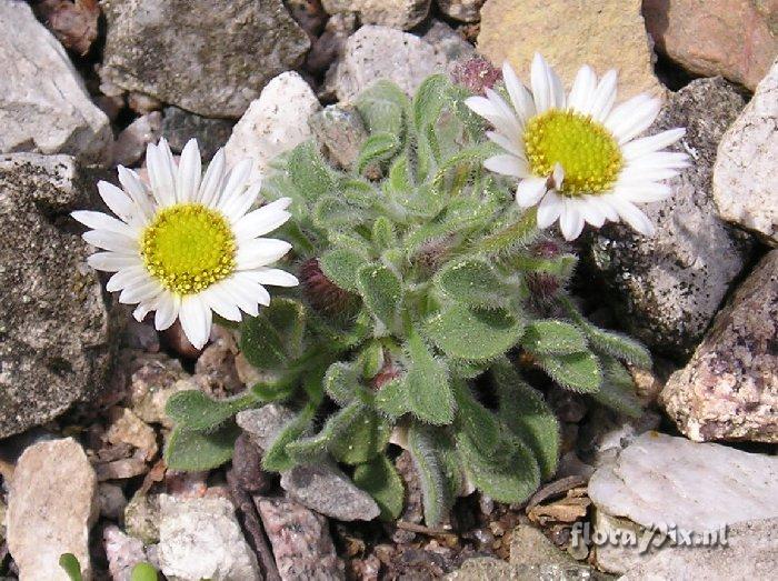 Erigeron uncialis