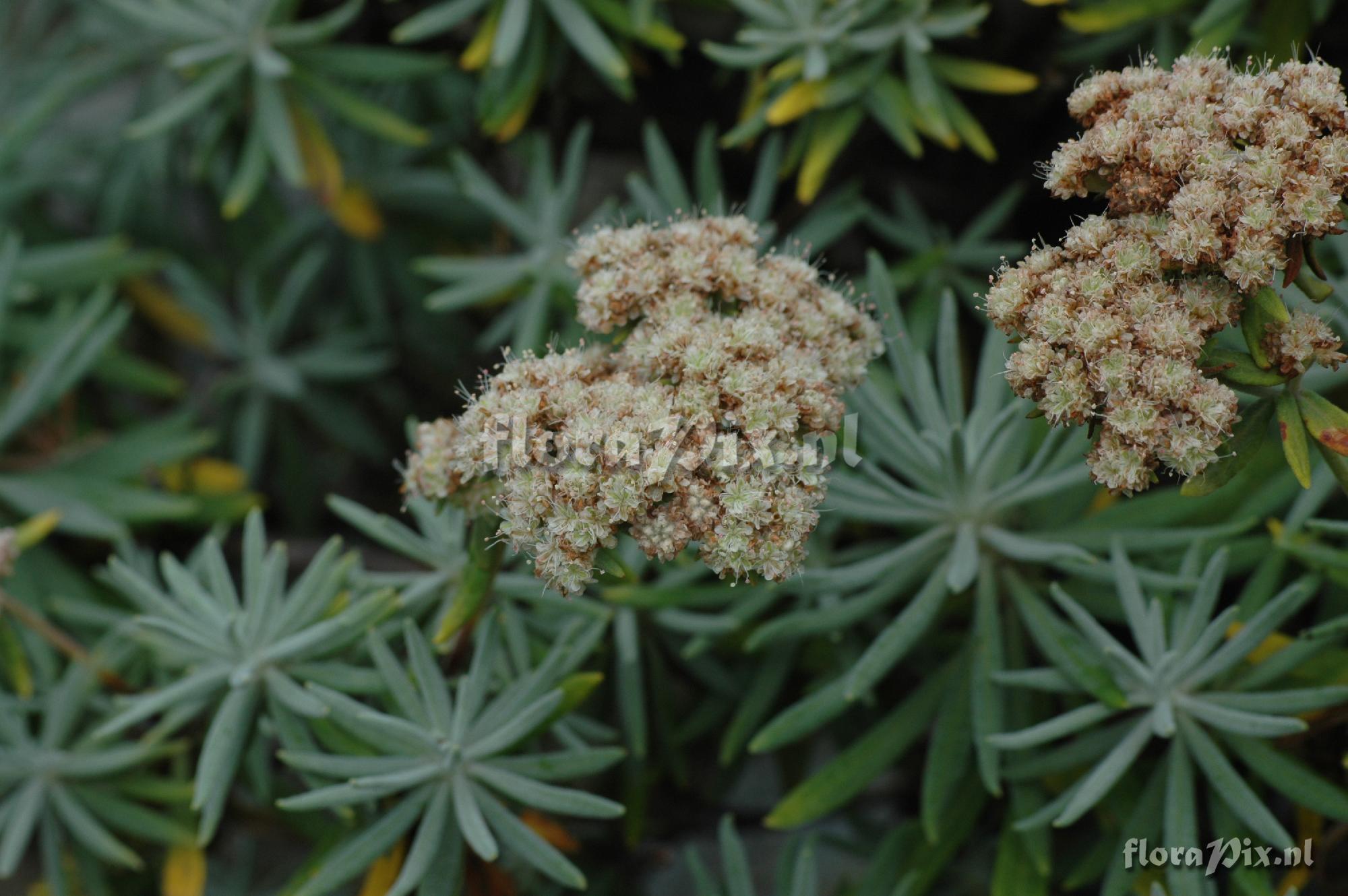 Eriogonum arborescens