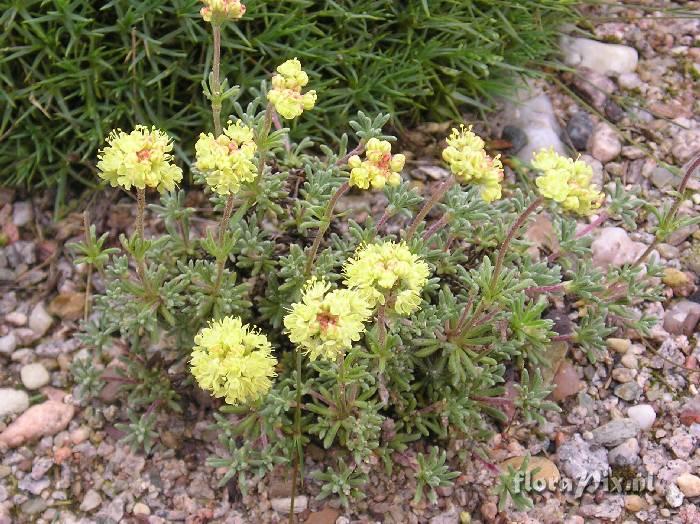 Eriogonum thymoides