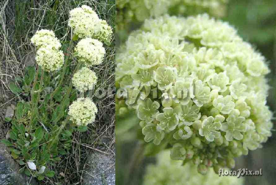 Eriogonum umbellatum