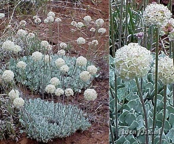 Eriogonum ovalifolium