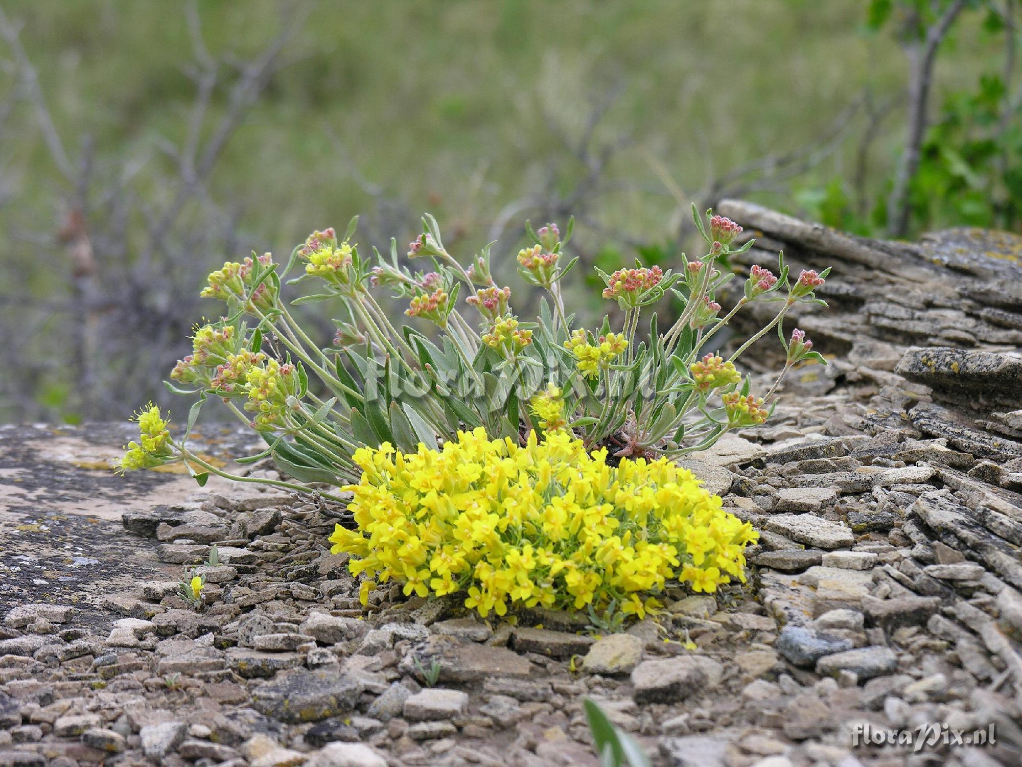 Eriogonum flavum