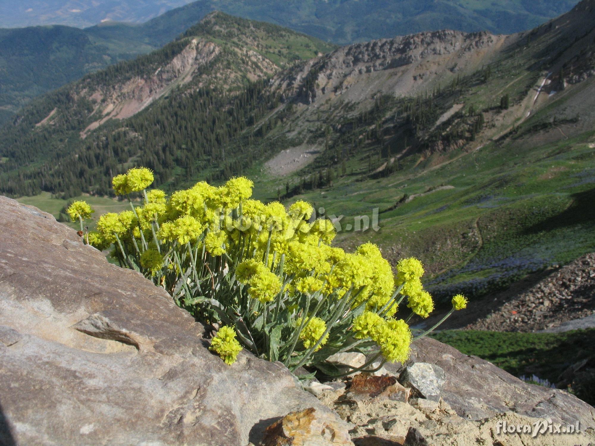 Eriogonum brevicaule subsp. laxifolium