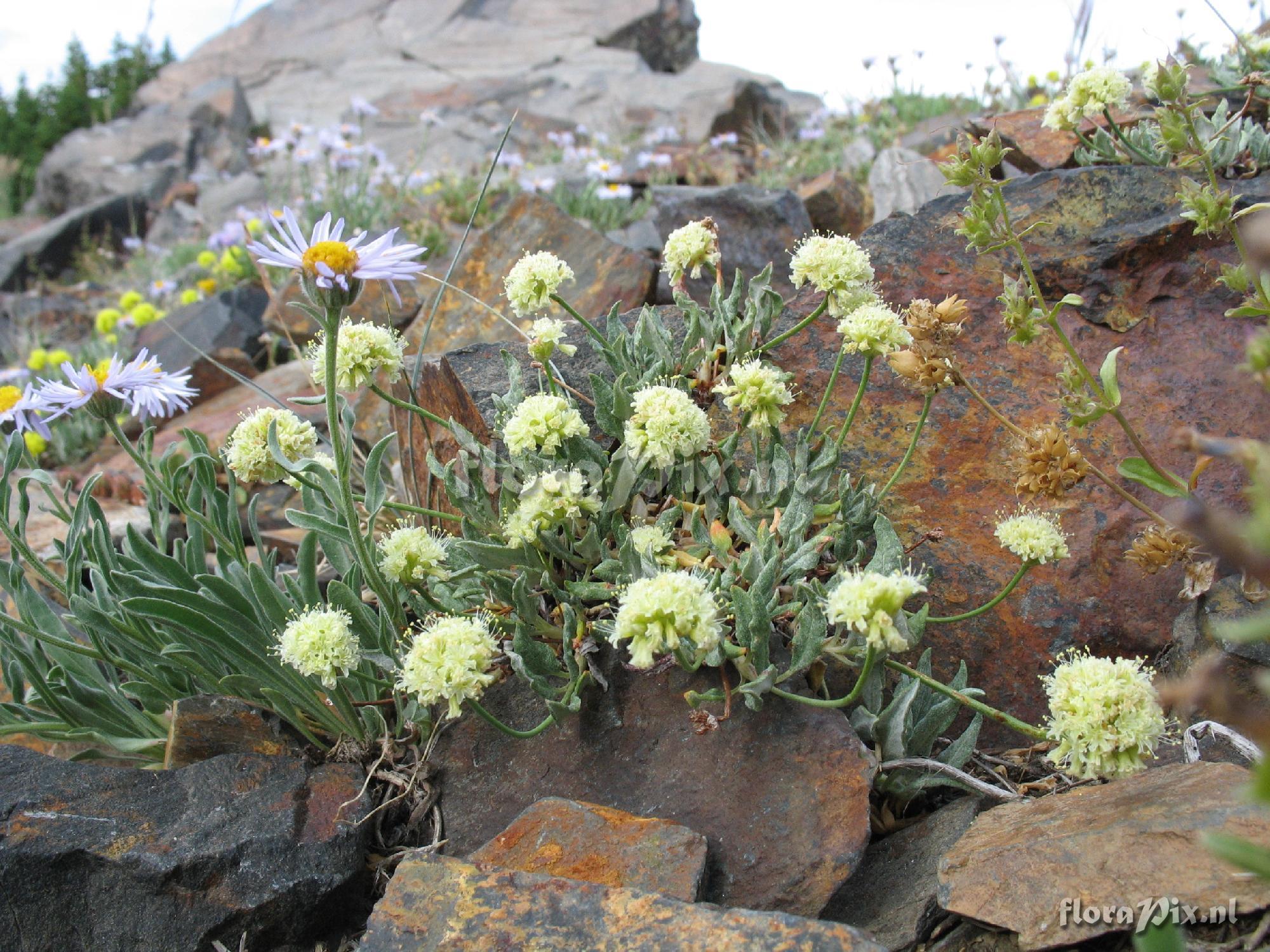 Eriogonum spec.