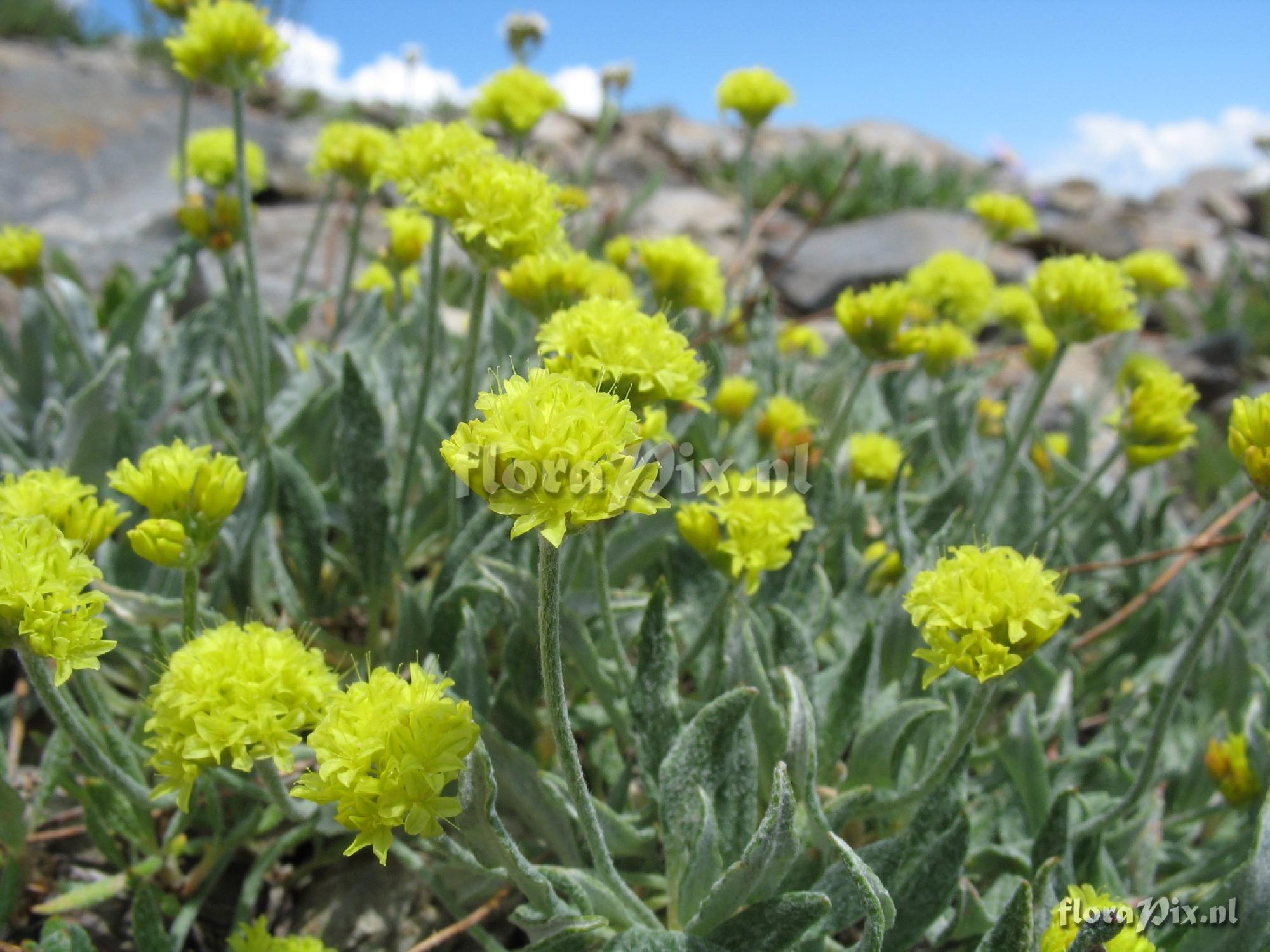 Eriogonum brevicaule subsp. laxifolium