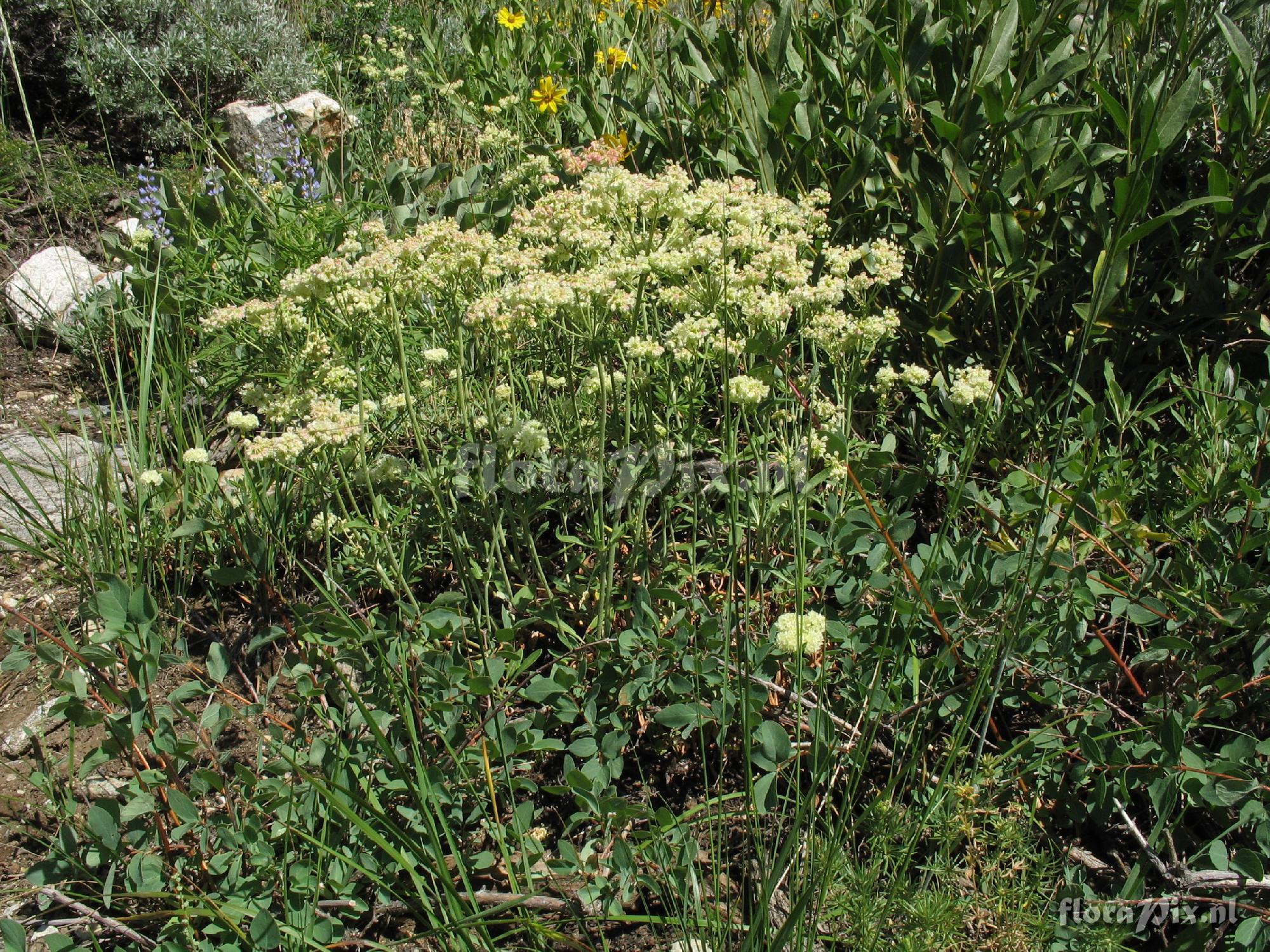 Eriogonum heracleoides