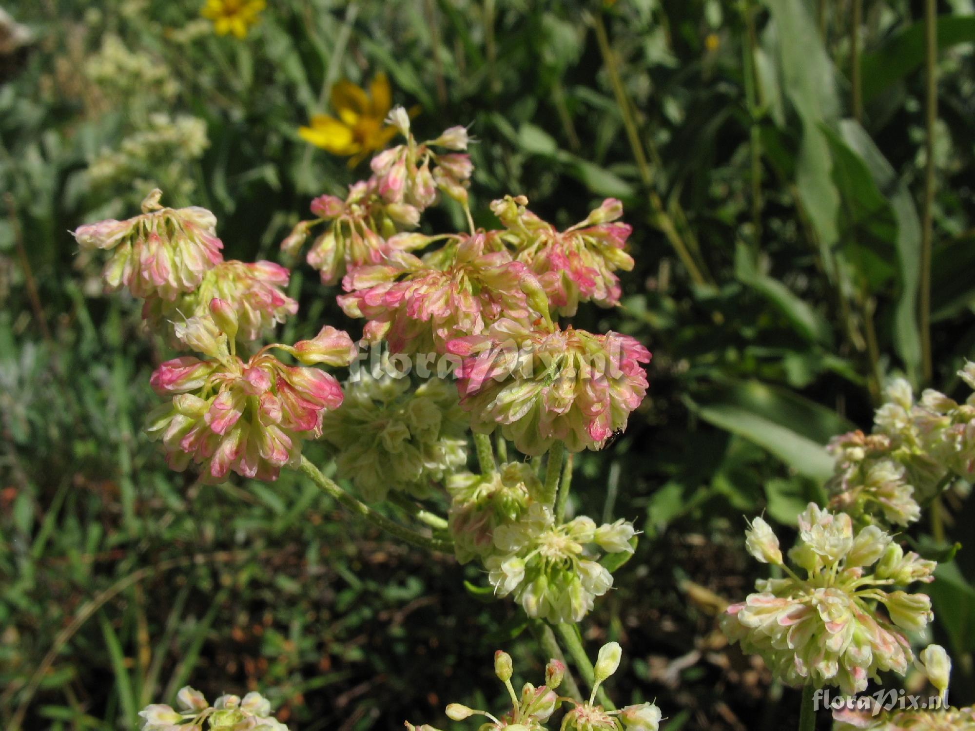 Eriogonum heracleoides